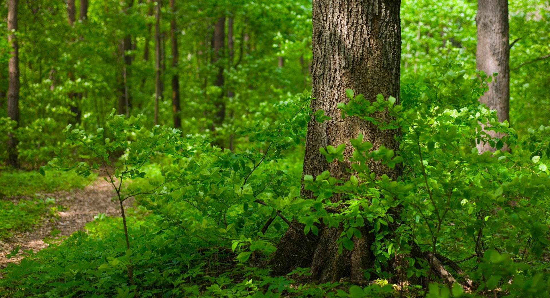 Young Forest, Summer wallpapers HD quality