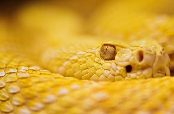 Albino Rattlesnake wallpapers hd quality