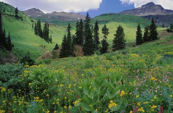 Alpine Meadow Of Sneezeweed Colorado