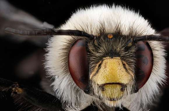 Anthophora Bomboides Head Bee Macro wallpapers hd quality