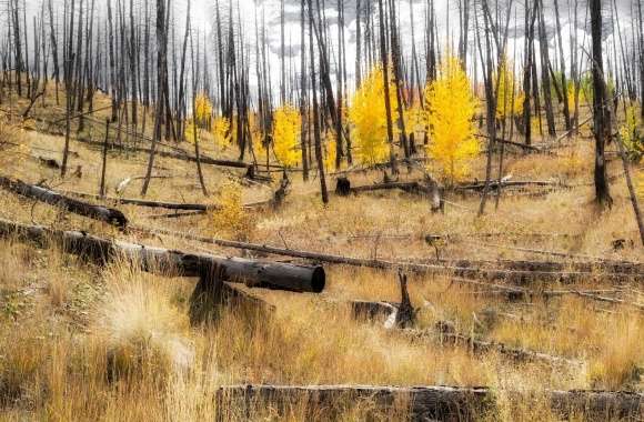 Aspen Forest Recovery