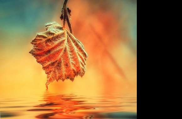Autumn Leaf wallpapers hd quality