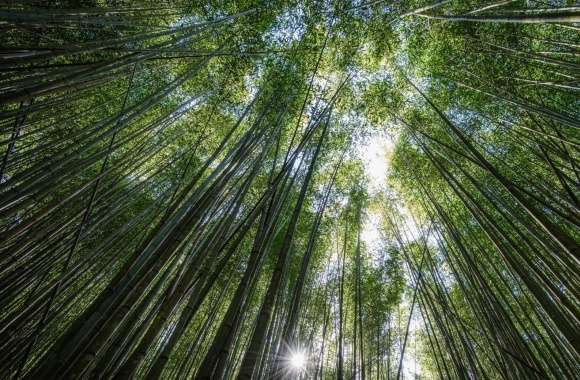 Bamboos, the Fastest growing Plants in the World