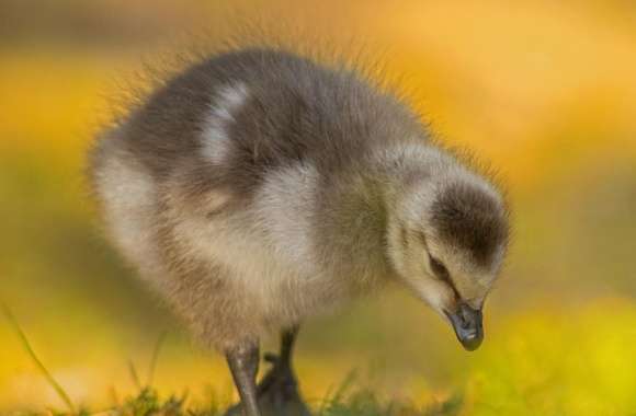 Barnacle Gosling wallpapers hd quality