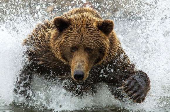 Bear splashing in the water