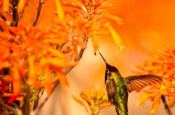 Beautiful Hummingbird Feeding wallpapers hd quality