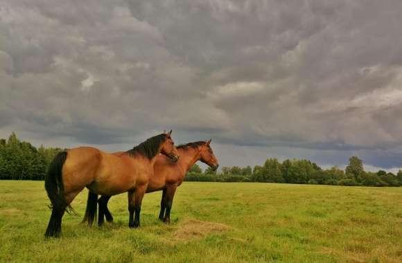 Beautiful Latvian horses