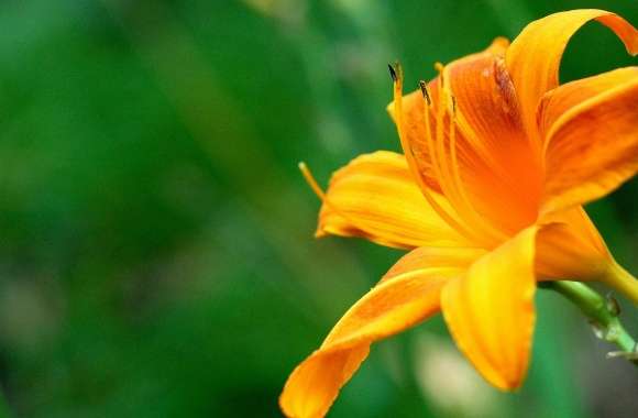 Beautiful Orange Lily Flower wallpapers hd quality