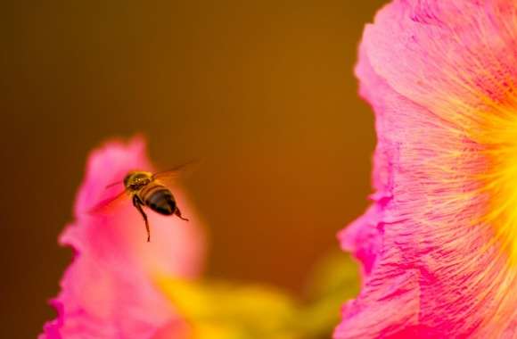 Bee Looking for Nectar wallpapers hd quality