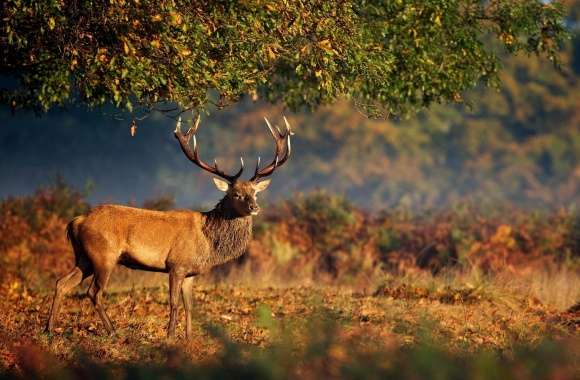 Big Deer Under Tree