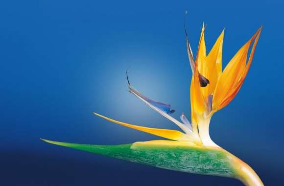 Bird Of Paradise Flower, Blue Background