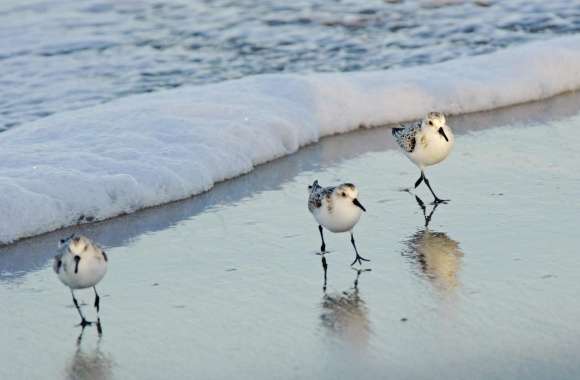 Birds On The Beach