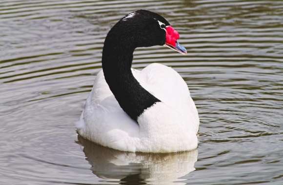 Black-necked Swan