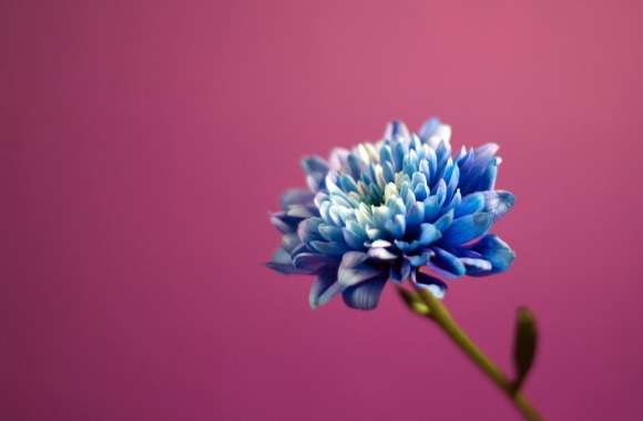 Blue Flower wallpapers hd quality