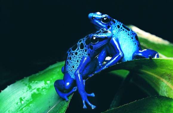 Blue frog twin