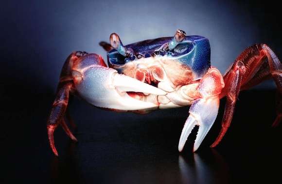 Blue red crab