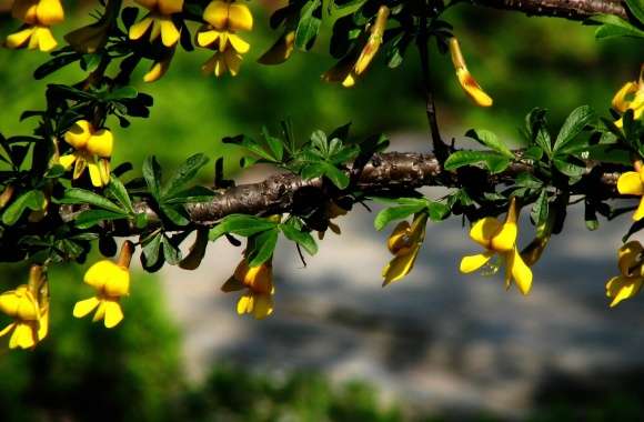 Branches With Yellow Flowers wallpapers hd quality