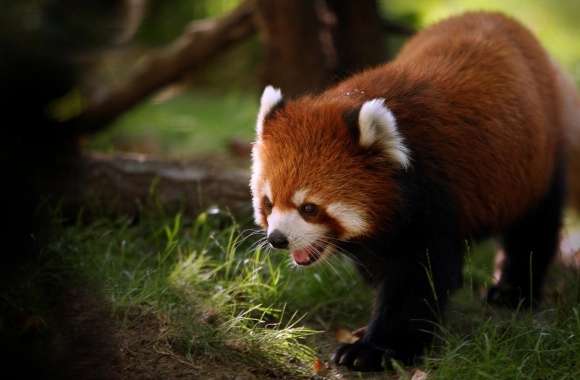 Brilliant Red Panda