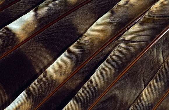 Brown feathers close-up