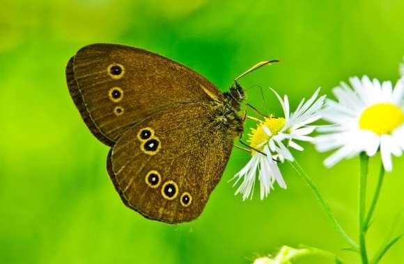 Butterfly Close-Up