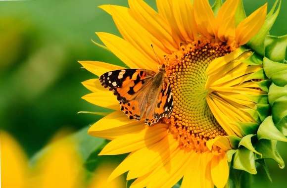 Butterfly on the sunflower