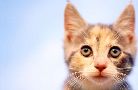 Cat Looking wallpapers hd quality