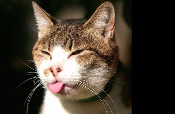 cat tongue wallpapers hd quality