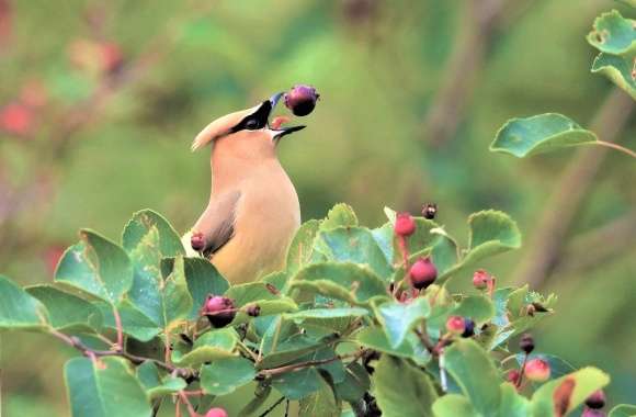 Cedar Waxwing wallpapers hd quality