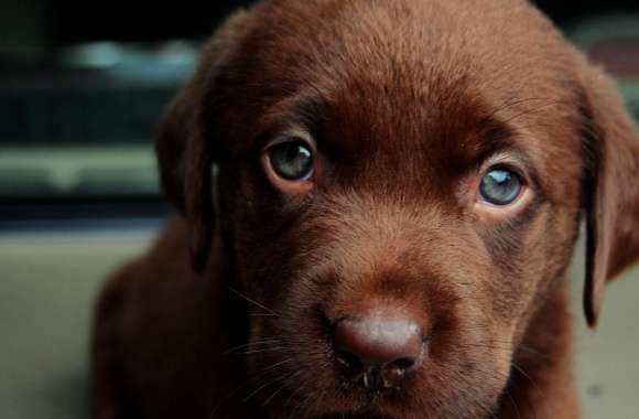 Chocolate Puppy