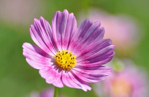 Cosmos Flower wallpapers hd quality