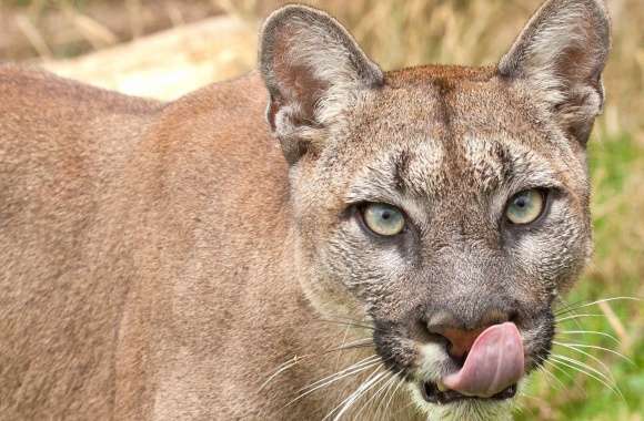 Cougar with its tongue out wallpapers hd quality