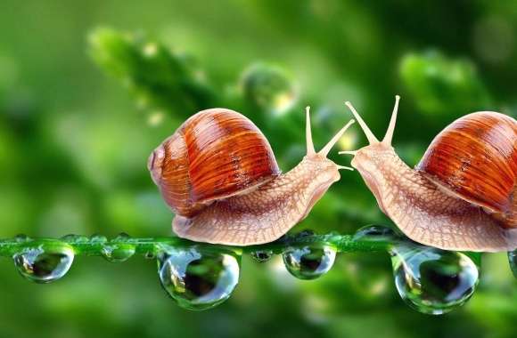 Couple snails