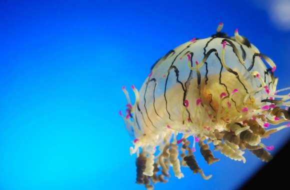Curly Jellyfish wallpapers hd quality