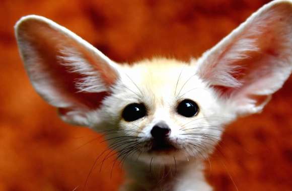 Cute fennec fox