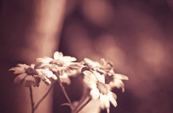 Daisies In Sepia wallpapers hd quality