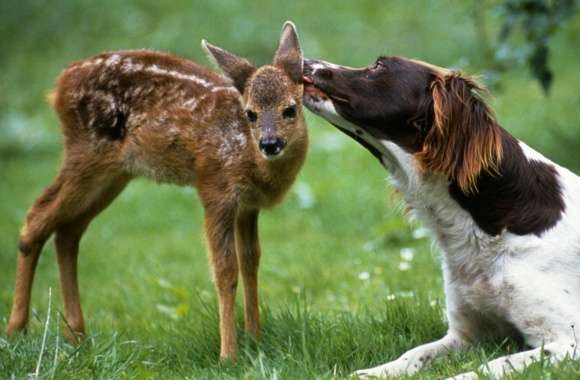Dog Licking Fawn wallpapers hd quality