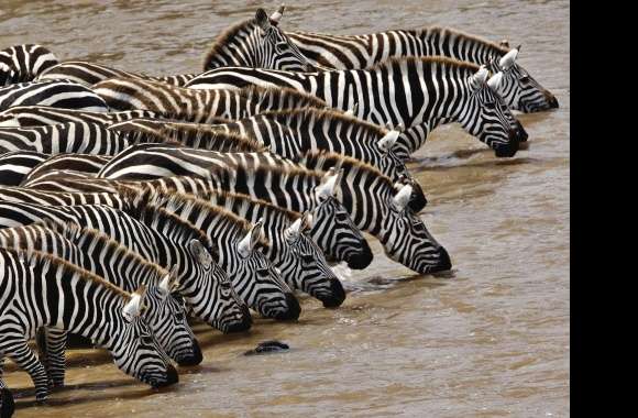 Drinking zebras