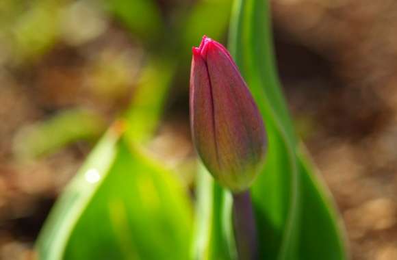 Early Spring Tulip