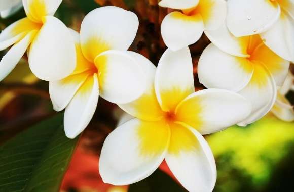 Exotic Flowers Plumerias wallpapers hd quality