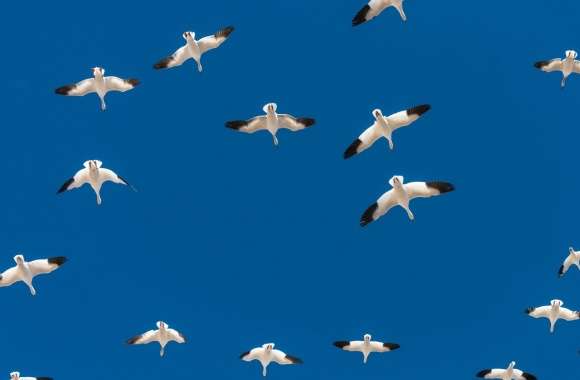 Flock of Geese in Flight