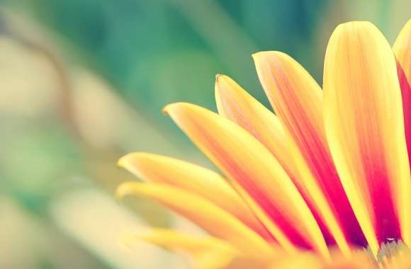 Flower With Orange Petals