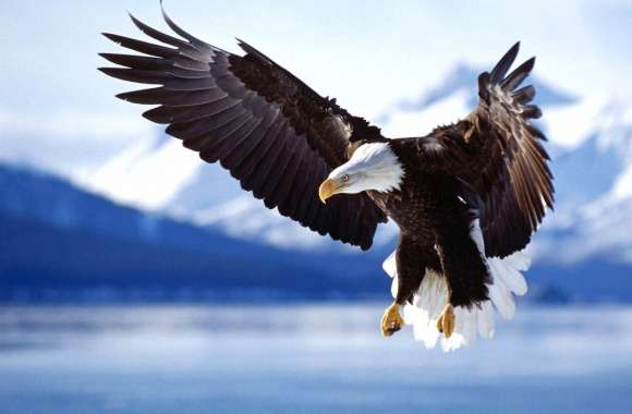Flying king eagle