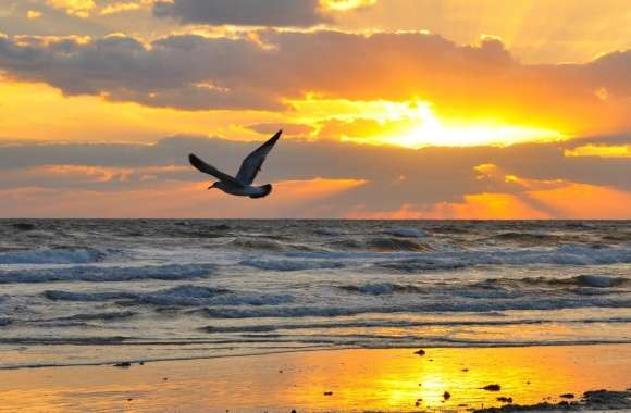 Flying Seagull At Sunrise