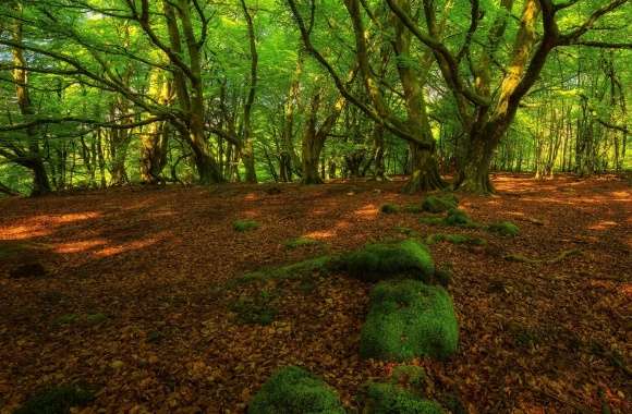 Forest Springtime wallpapers hd quality