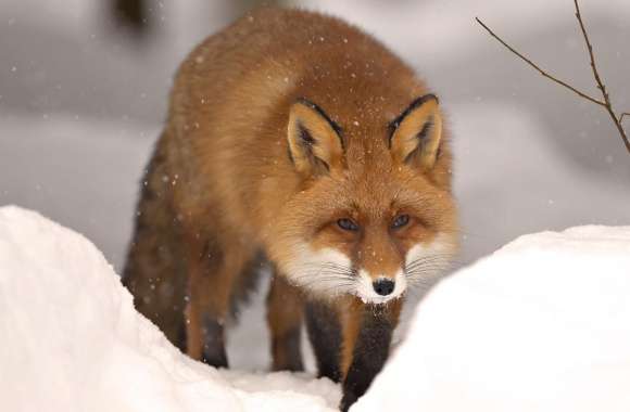 Fox, Winter