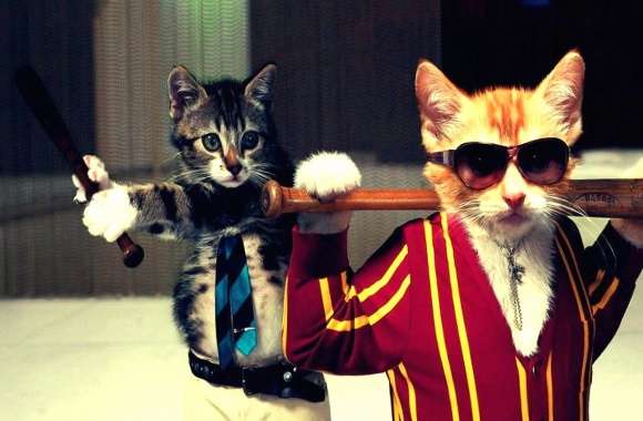 Funny cats gangsters baseball wallpapers hd quality