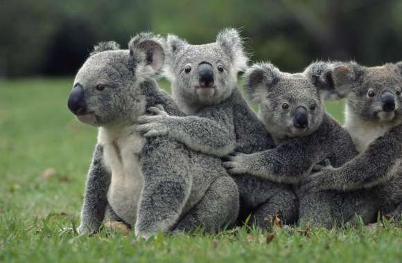 Funny Cute Koalas wallpapers hd quality