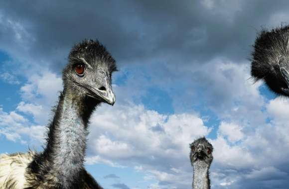 Funny Ostriches wallpapers hd quality