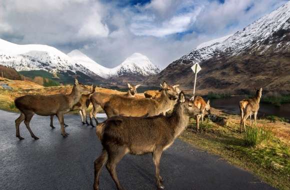 Glen Etive Stags wallpapers hd quality