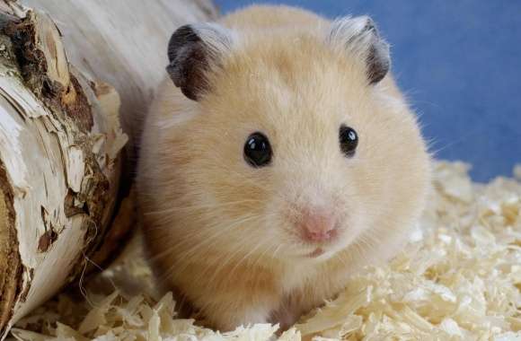 Golden Hamster Mesocricetus Auratus